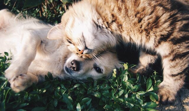 Nutrition for Pets